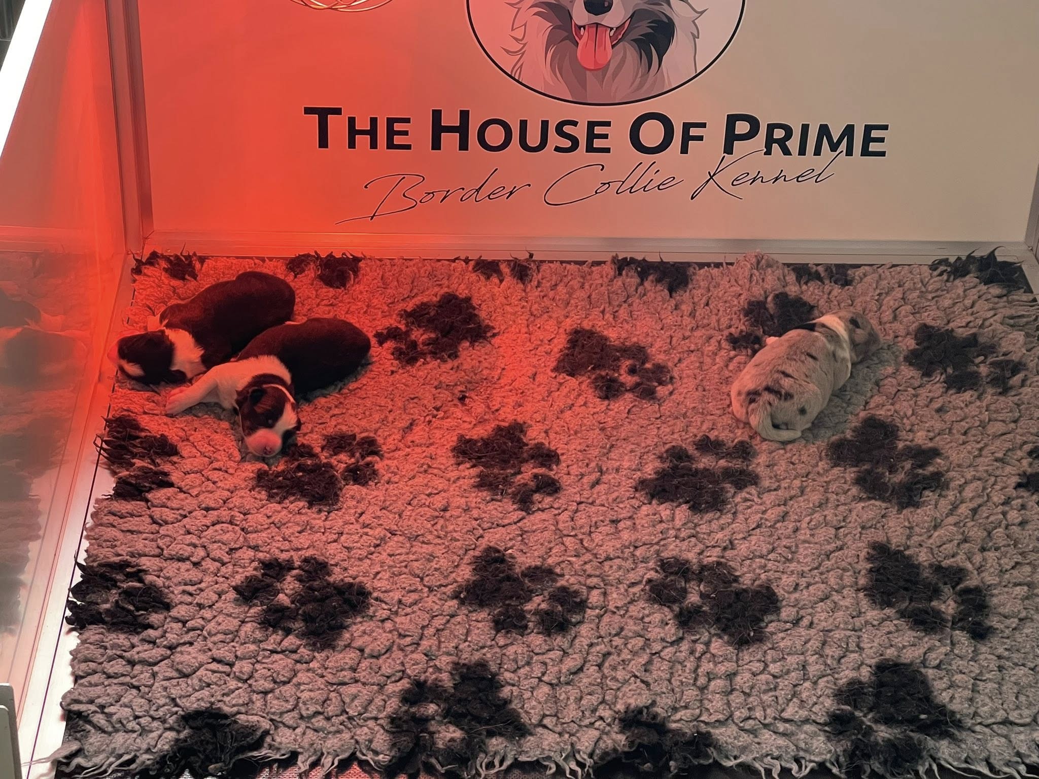 pup