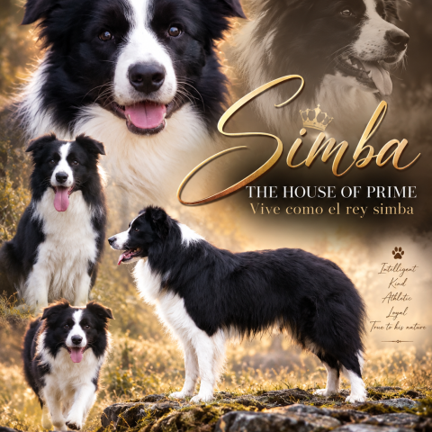 simba